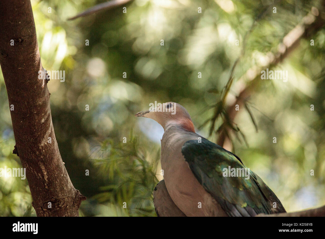 Green Imperial pigeon called Ducula aenea is found in the Sulawesi Islands in Indonesia Stock Photo