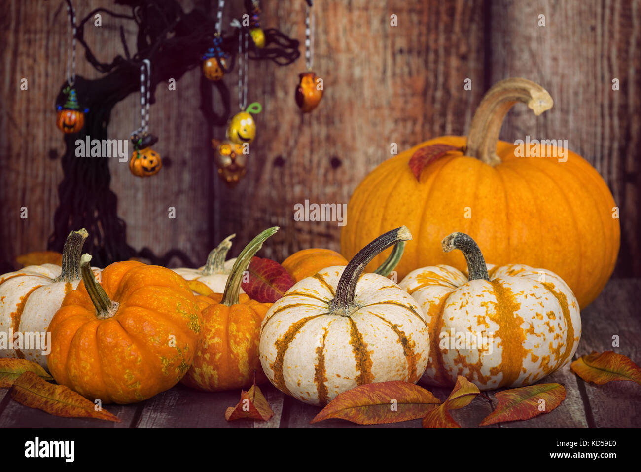 Pumpkin display with autumn leaves. Rustic wooden background with decorated Halloween tree. Stock Photo