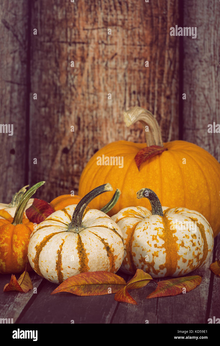 Mini pumpkins and a sugar pie pumpkin with autumn leaves against rustic wooden background, copy space Stock Photo