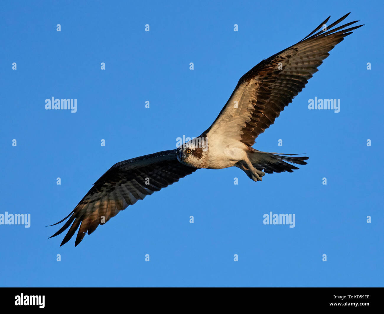 Osprey in flight with blue skies in the background Stock Photo - Alamy