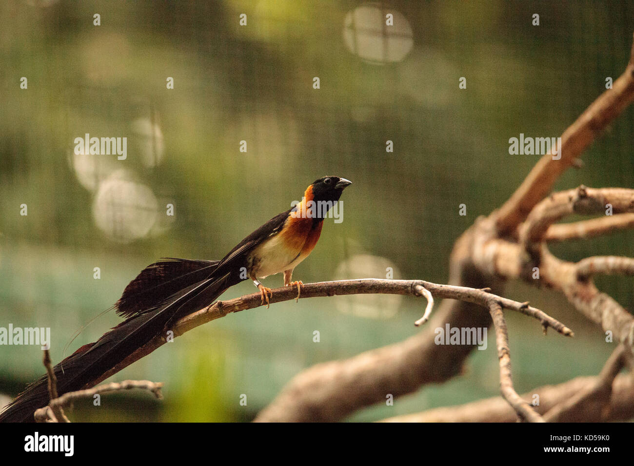 African paradise whydah hi-res stock photography and images - Alamy