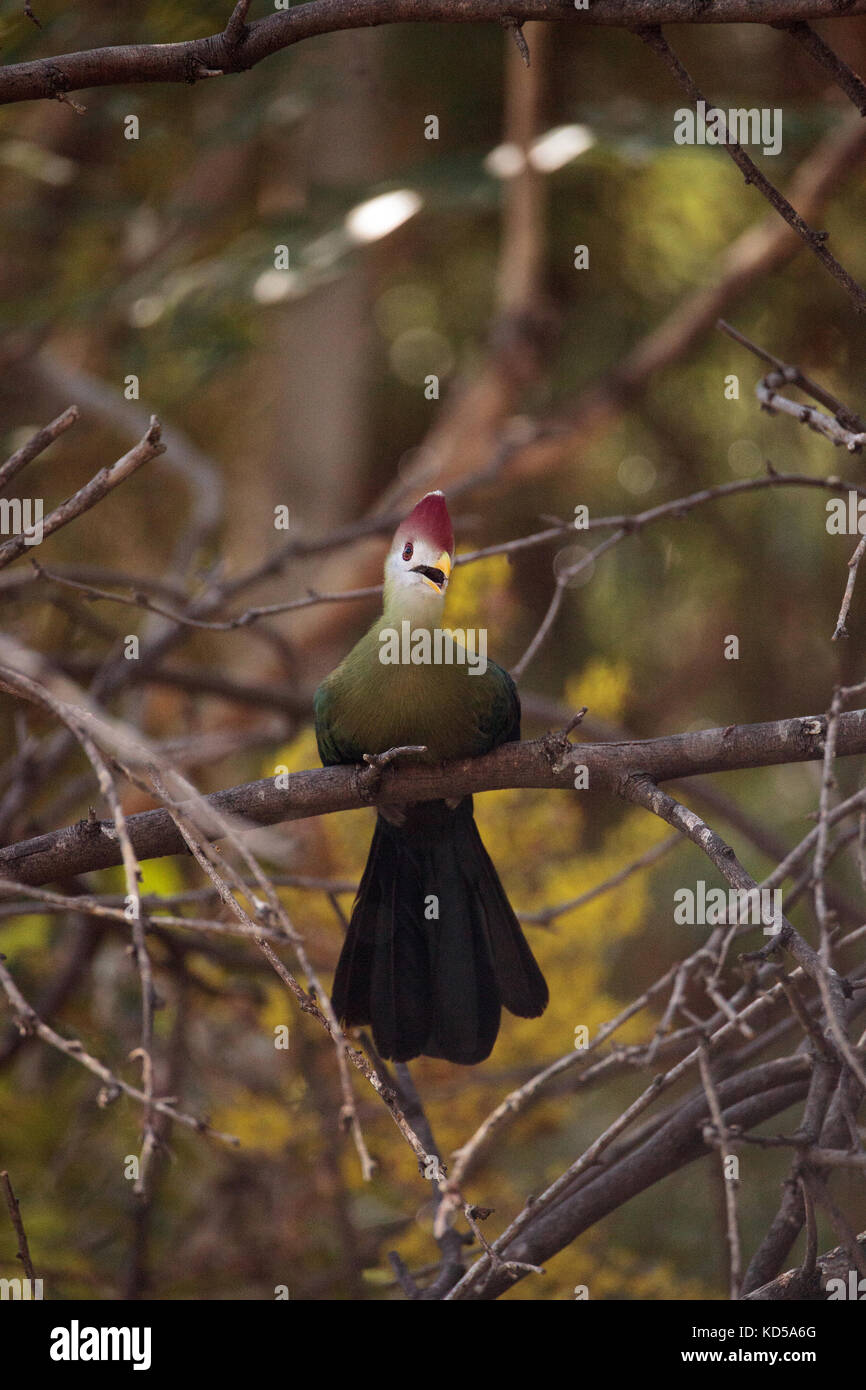 Red-crested turaco called Tauraco erythrolophus is found in Angola and the Democratic Republic of the Congo Stock Photo