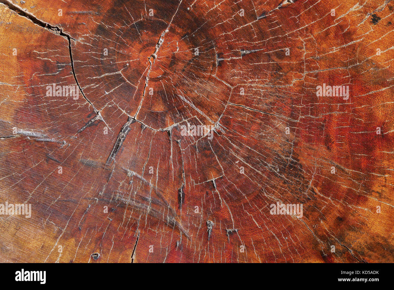 Annual Ring Stock Photos & Annual Ring Stock Images Alamy