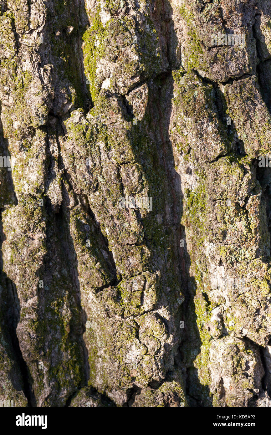 Tree bark, closeup Stock Photo Alamy