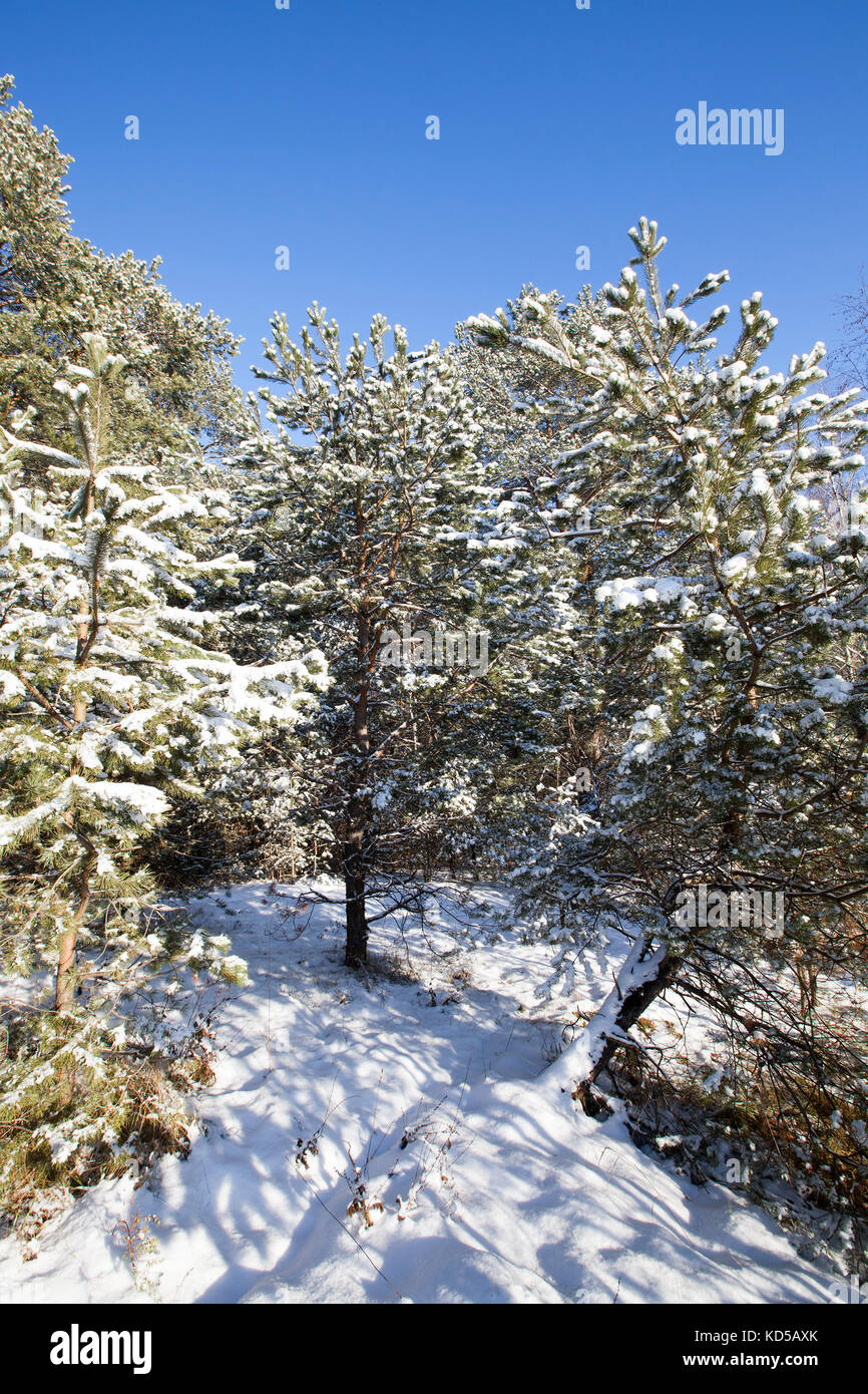 Pine forest in winter Stock Photo - Alamy