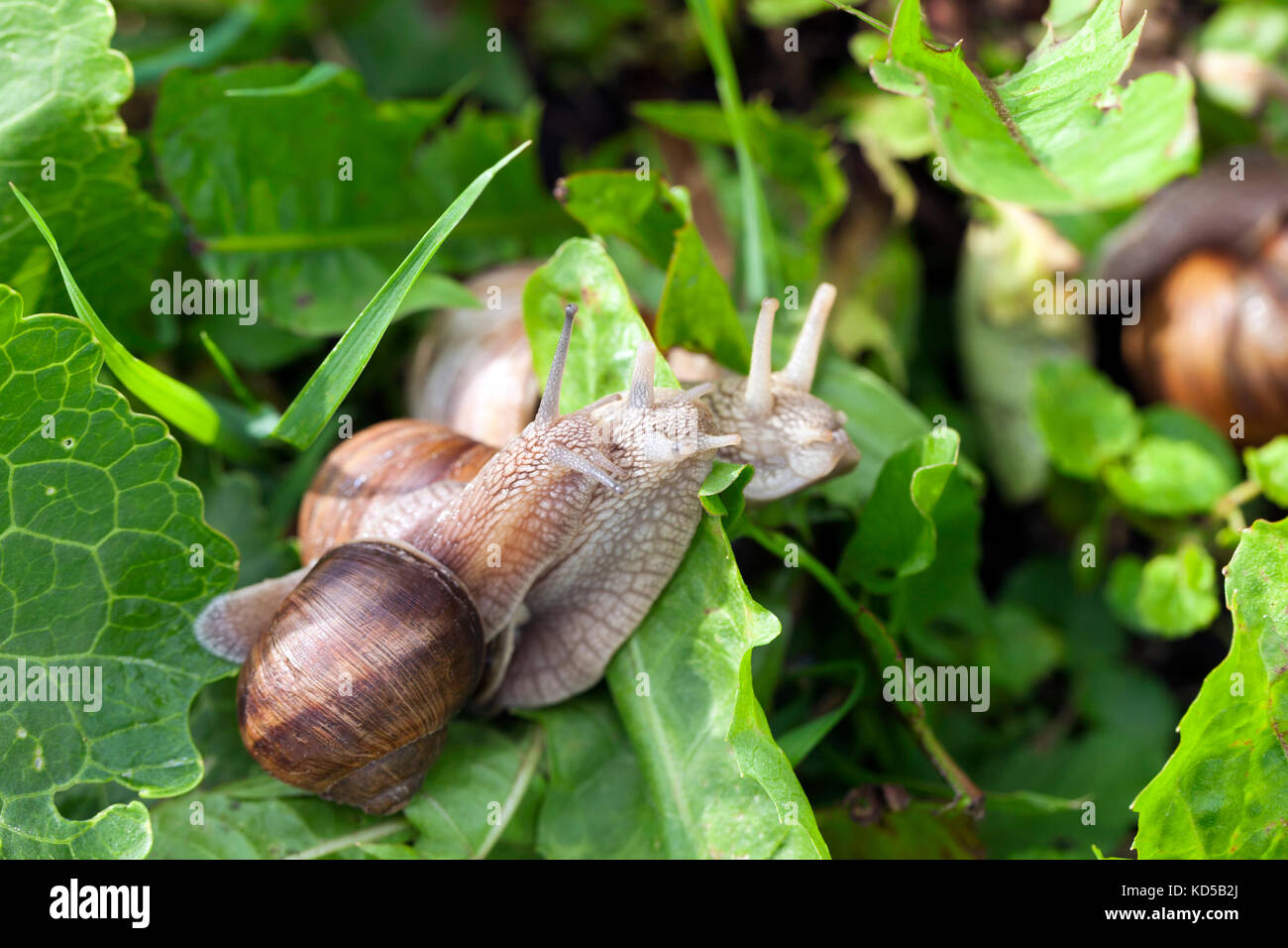 snail, close up Stock Photo Alamy