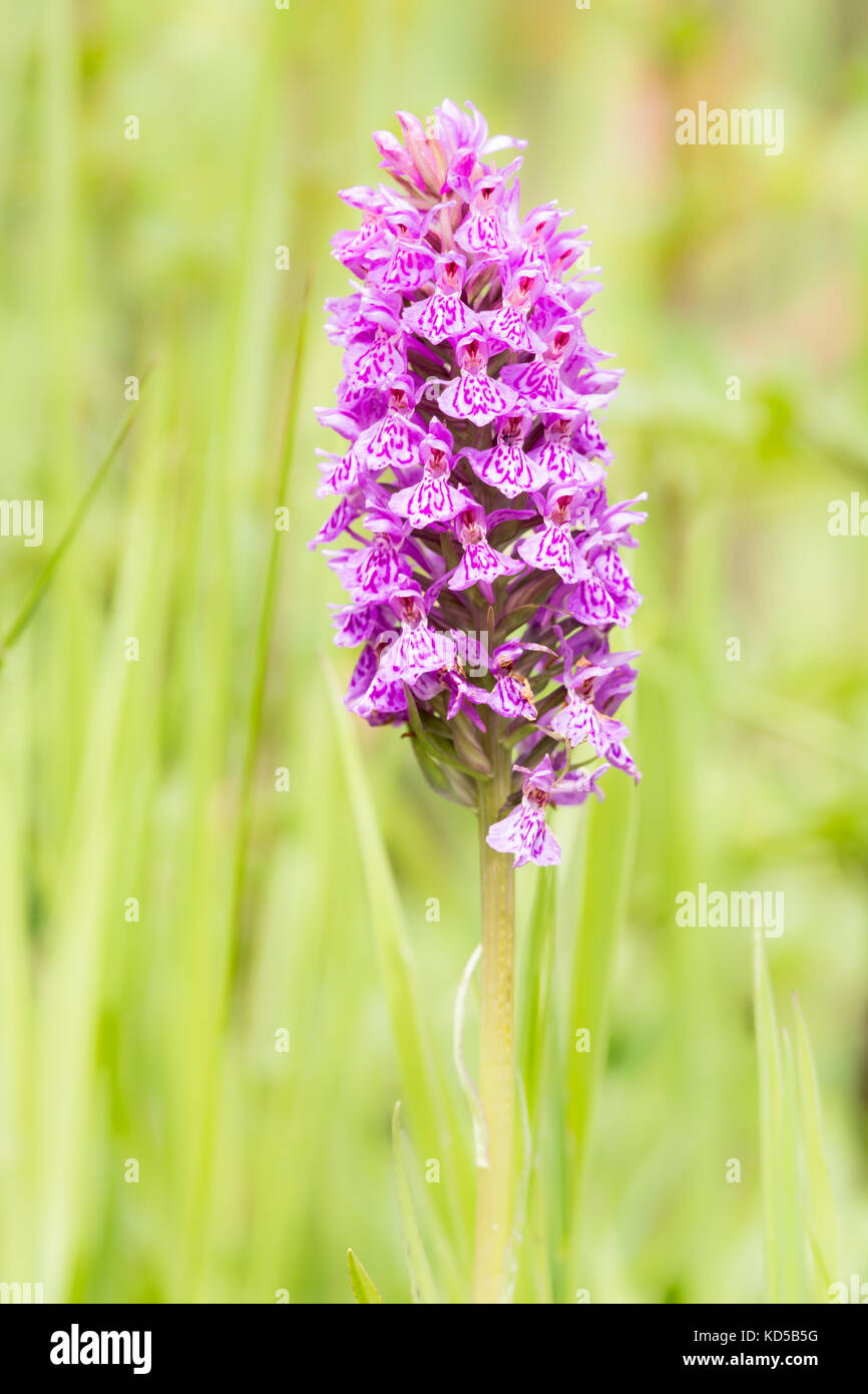 Orchid - Northern Marsh Hybrid Stock Photo