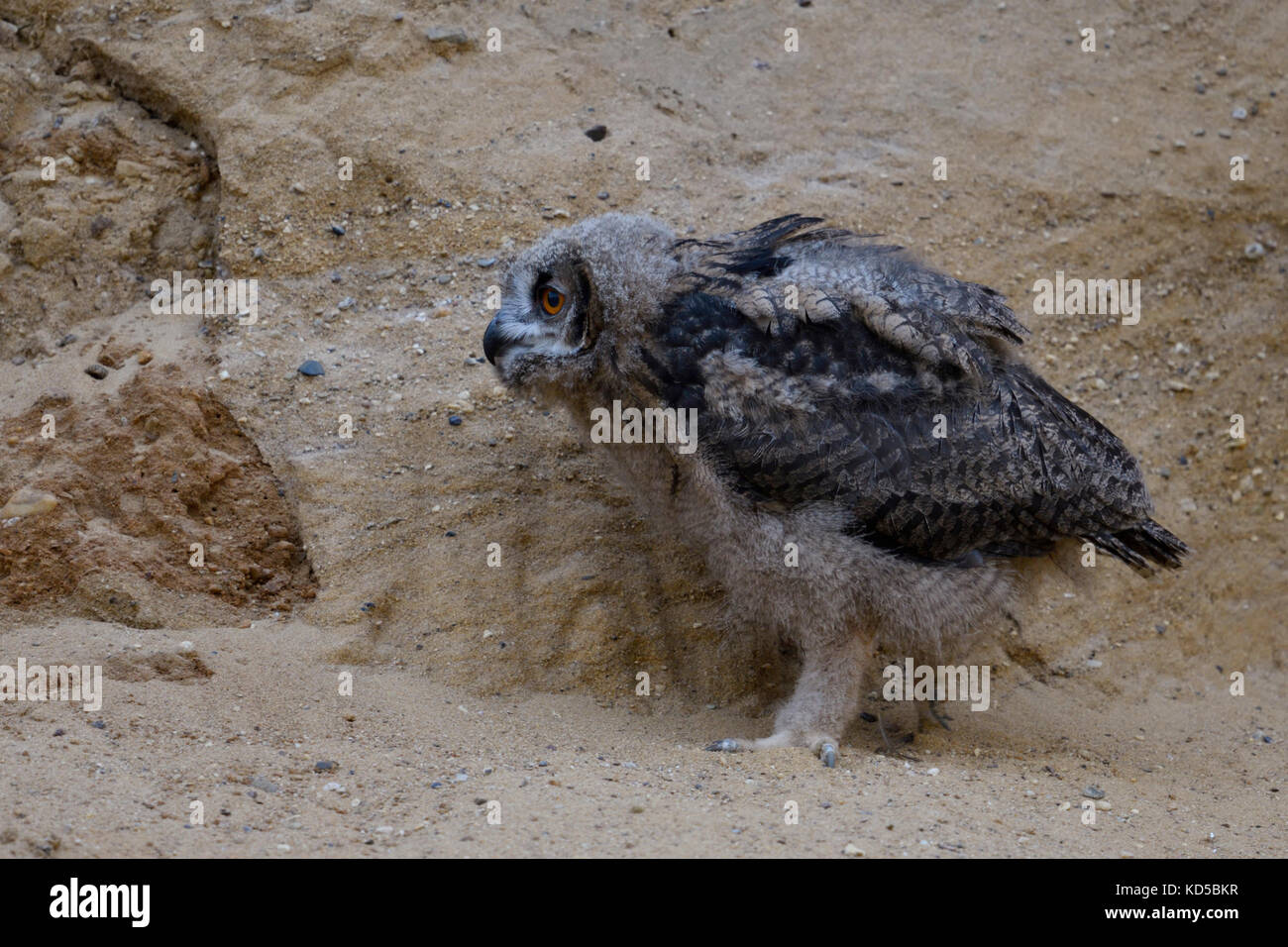 Eurasian Eagle Owl / Europaeischer Uhu ( Bubo bubo ), young chick, owlet in a sand pit, exploring its surrounding, at dusk, wildlife, Europe. Stock Photo