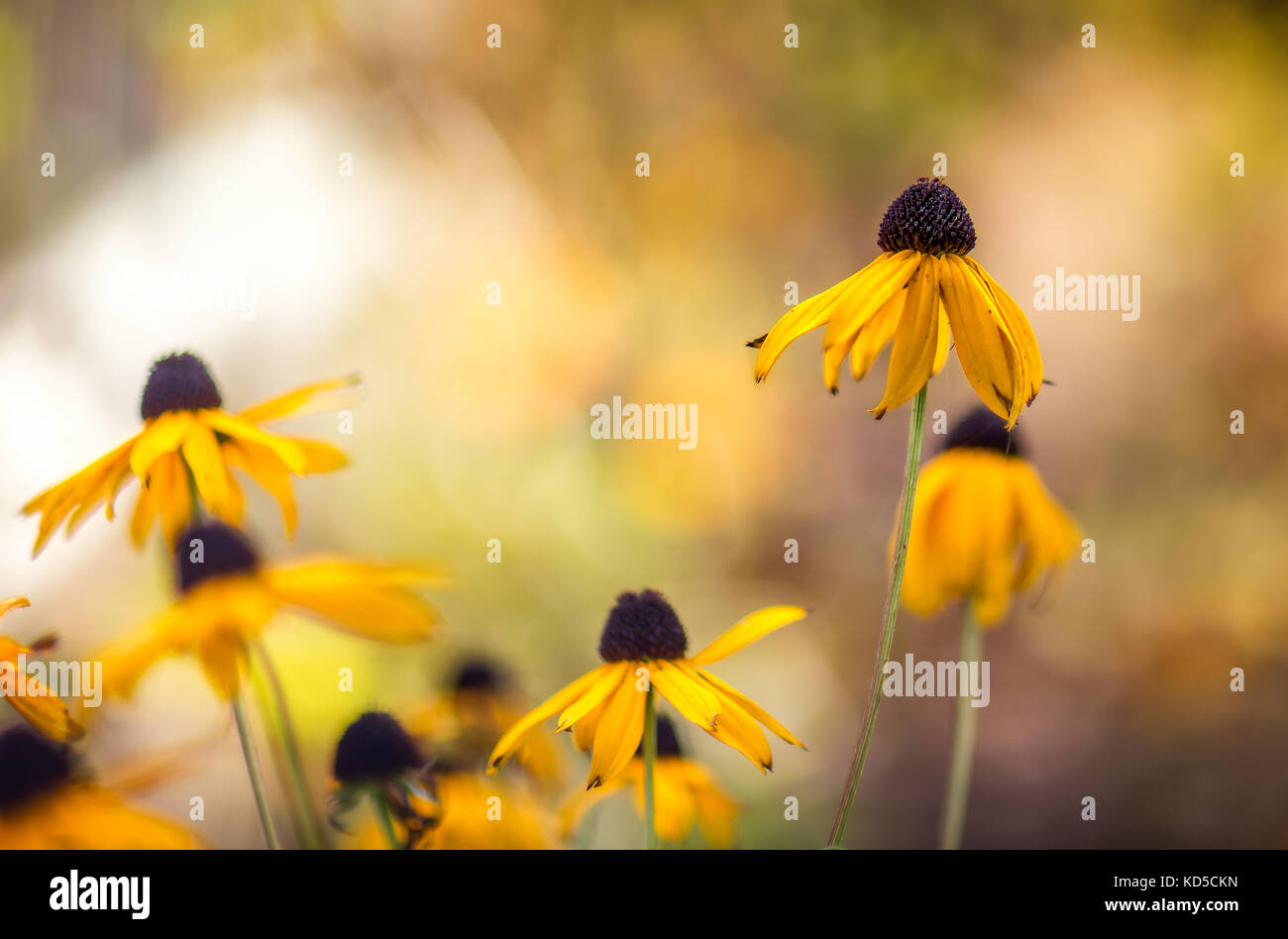 Ethereal photograph of yellow coneflowers with blurred background Stock Photo