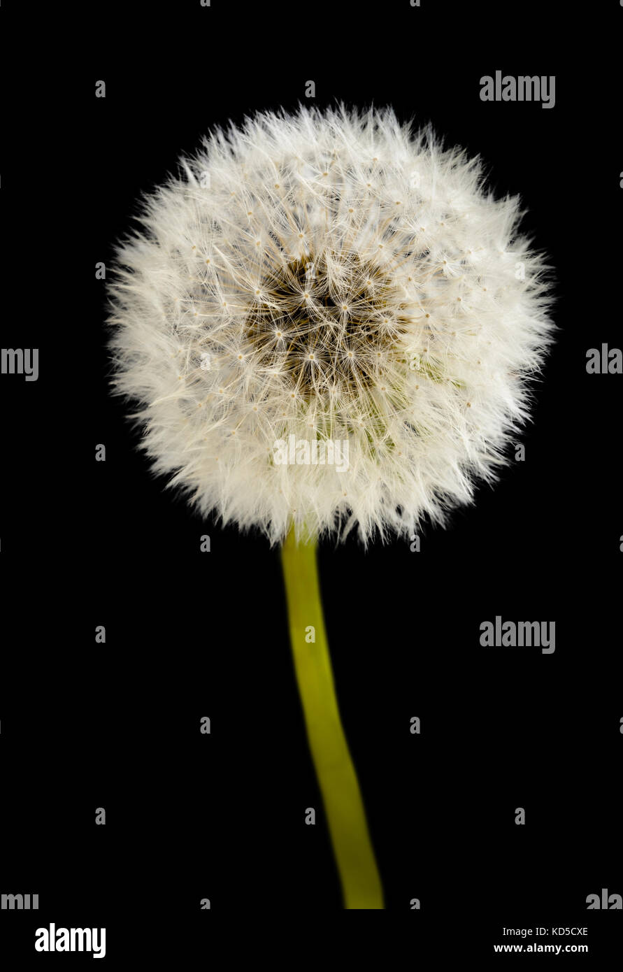 blow ball isolated on black background Stock Photo