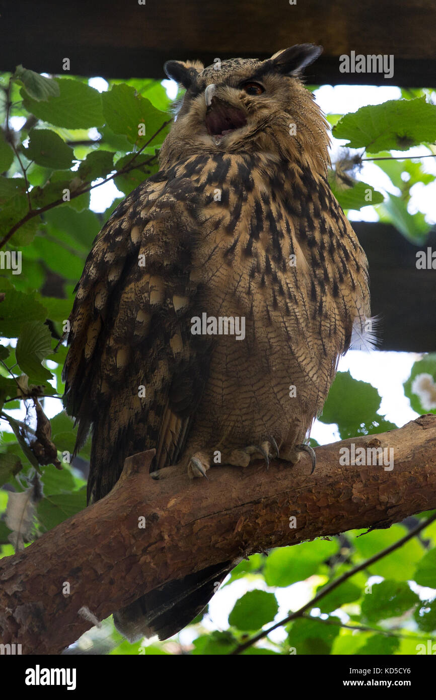 eagle owl in the woods Stock Photo