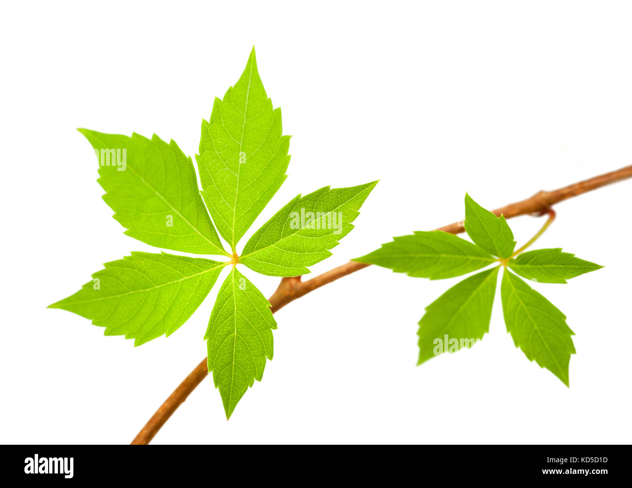 Virginia creeper branch with leaves isolated on white Stock Photo