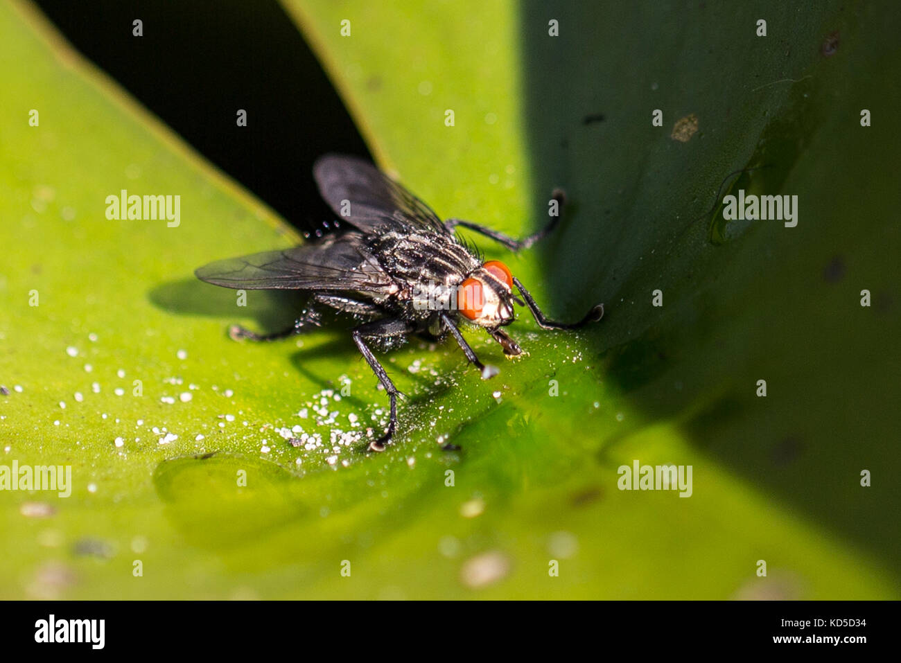 housefly on a leaf Stock Photo Alamy