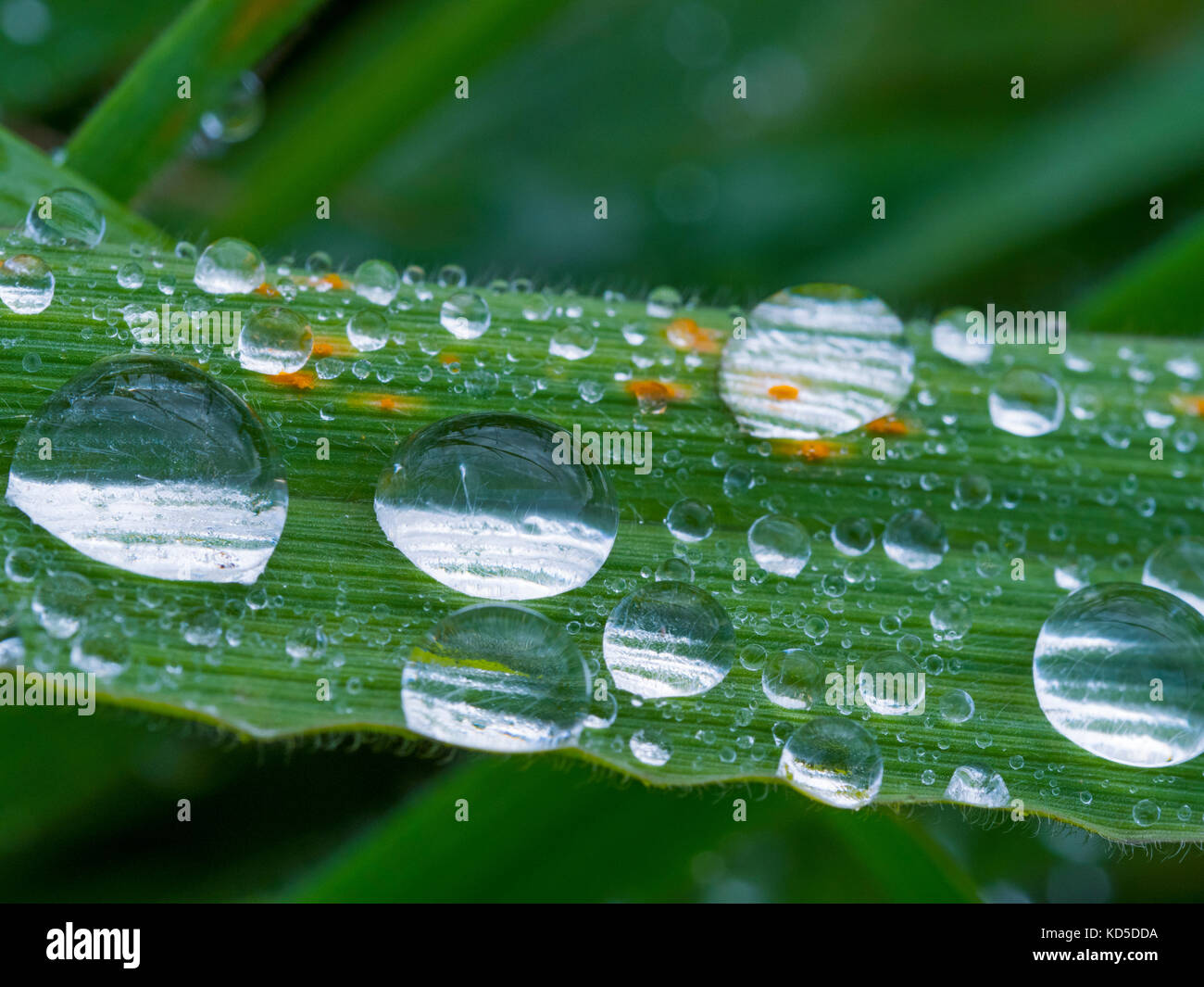 Rain drops on grass after autumn shower Stock Photo