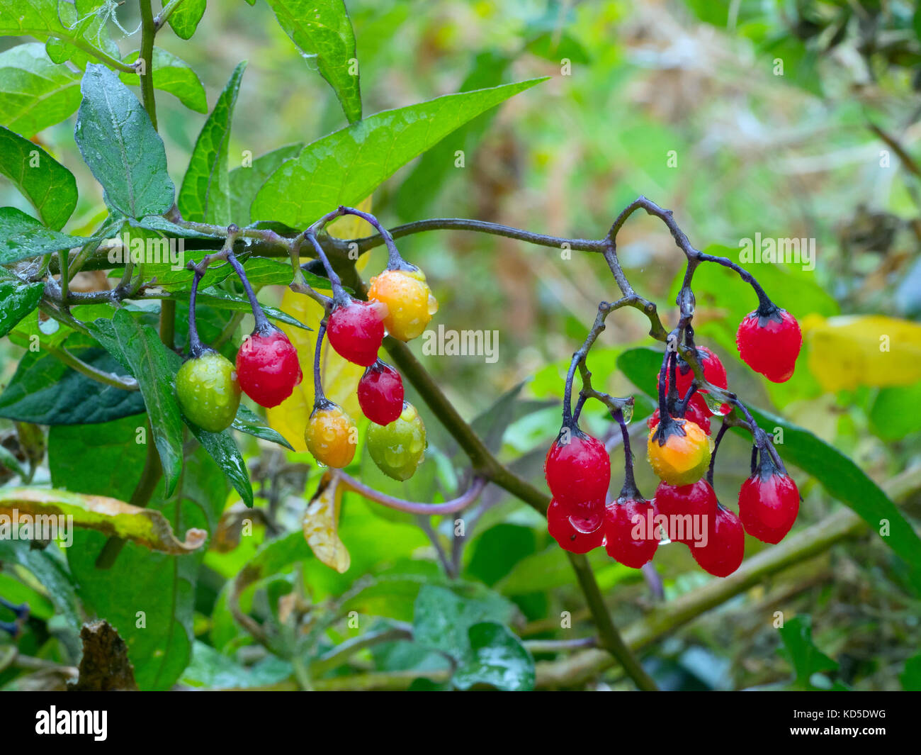 Woody Nightshade Solanum dulcamara berries in autumn Stock Photo