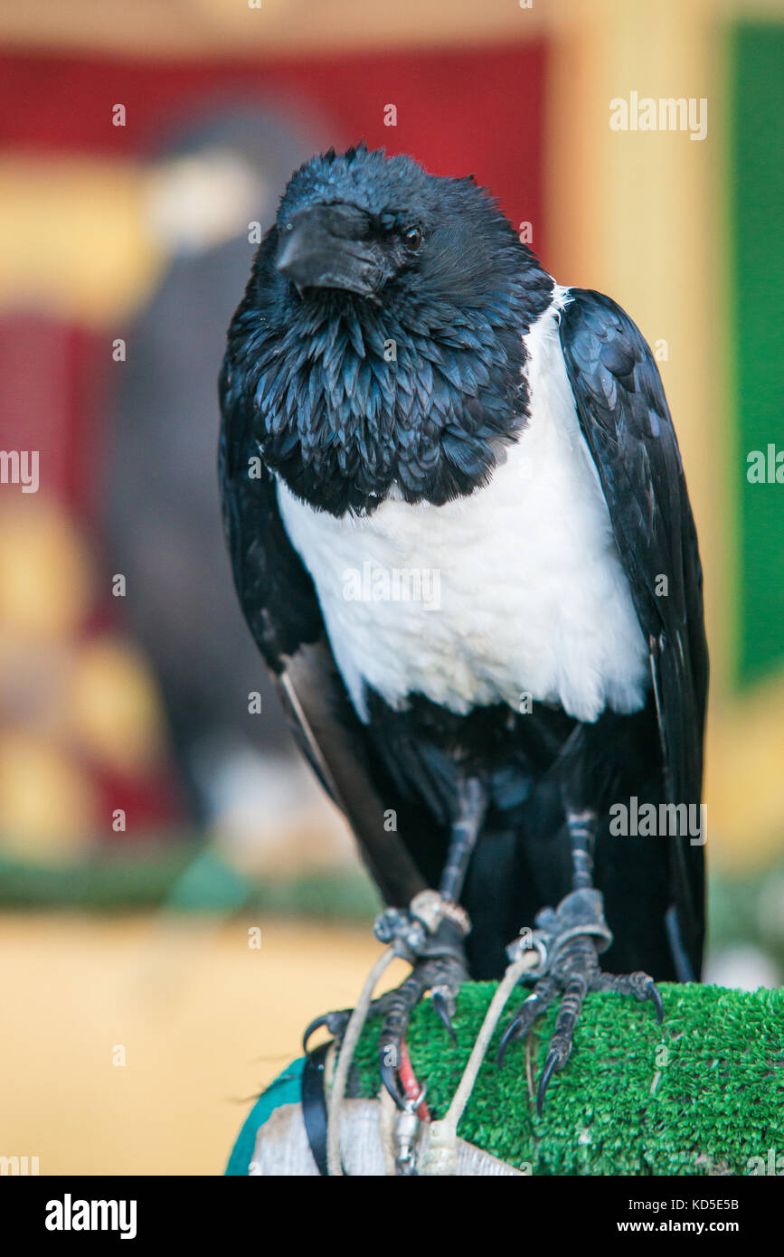 White crow hi-res stock photography and images - Alamy