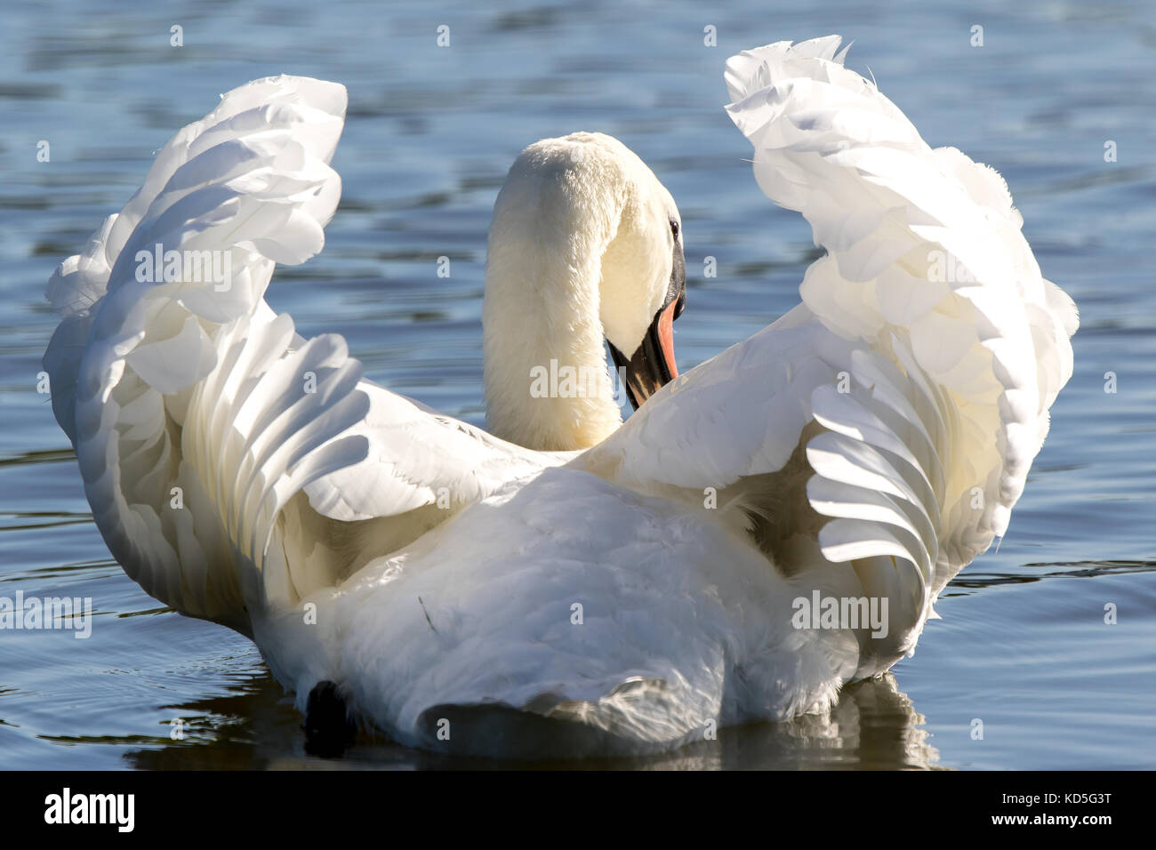 Detailed rear view close up of wild UK mute swan (Cygnus olor) isolated outdoors in autumn sunshine, gliding on calm water. Feather detail on wings. Stock Photo