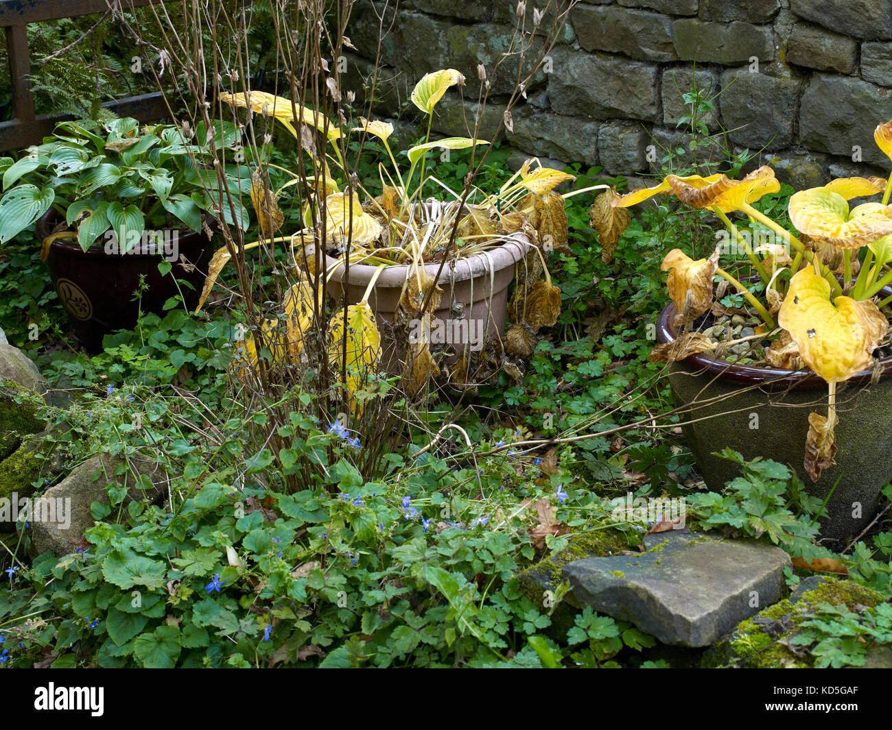 Autumn wilting and colourful Hostas in a less than pristine Nidderdale garden at 900ft. North Yorkshire. Stock Photo
