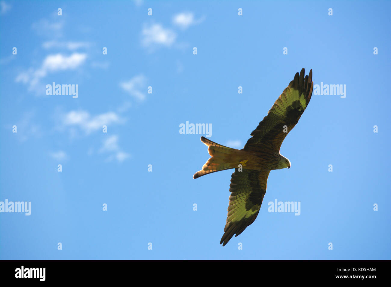 Red kite birds flying in the sky Stock Photo