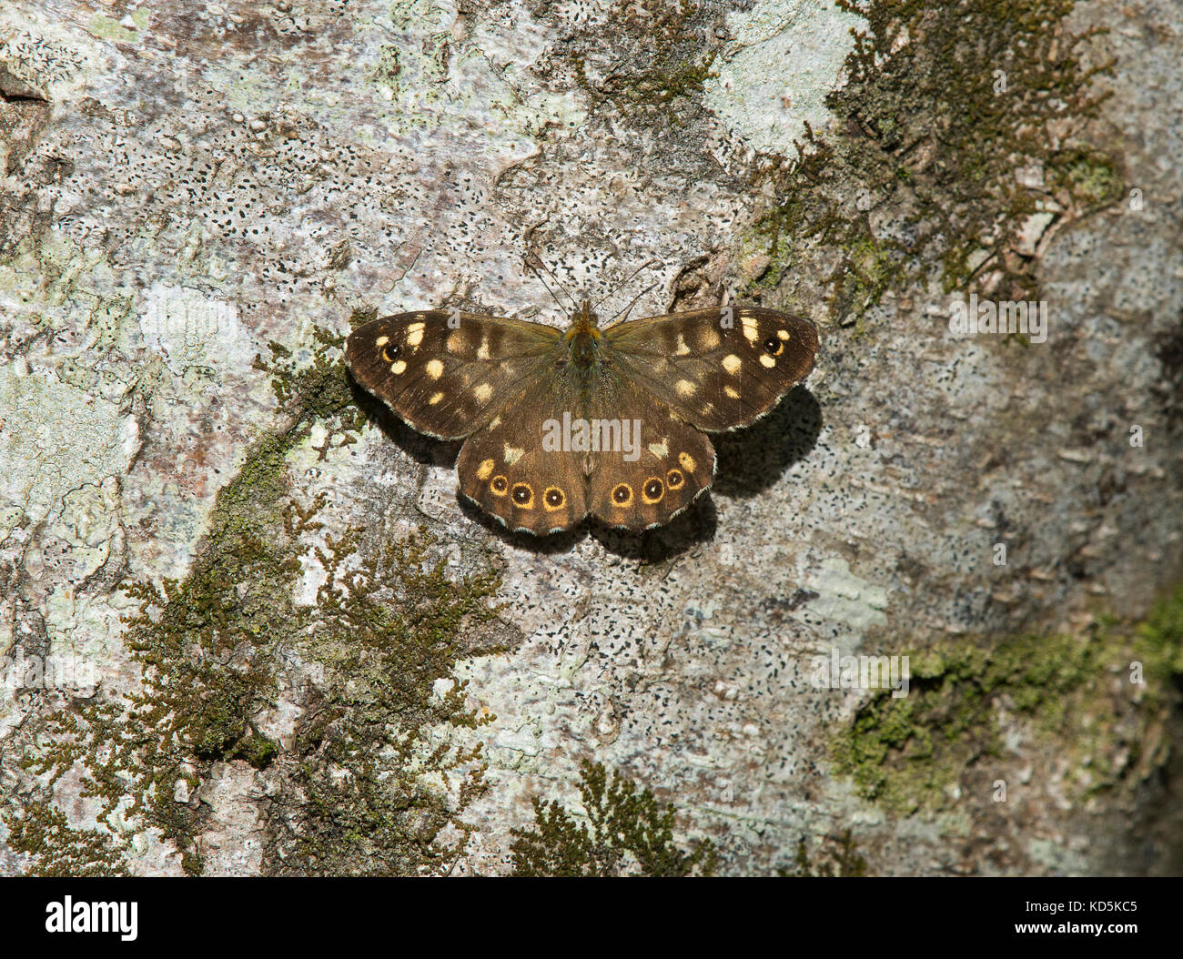 speckled wood butterfly, Pararge aegeria, on silver birch bark in Dorset, UK Stock Photo