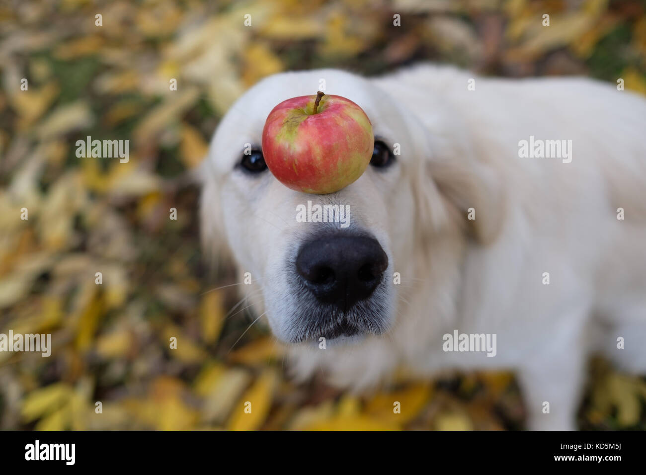 A golden retriever is holding an apple on his nose. Stock Photo