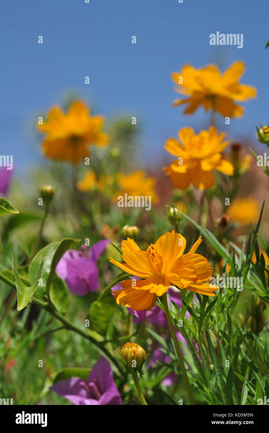 Flowers, Townsville, Queensland, Australia, October 2017 Stock Photo