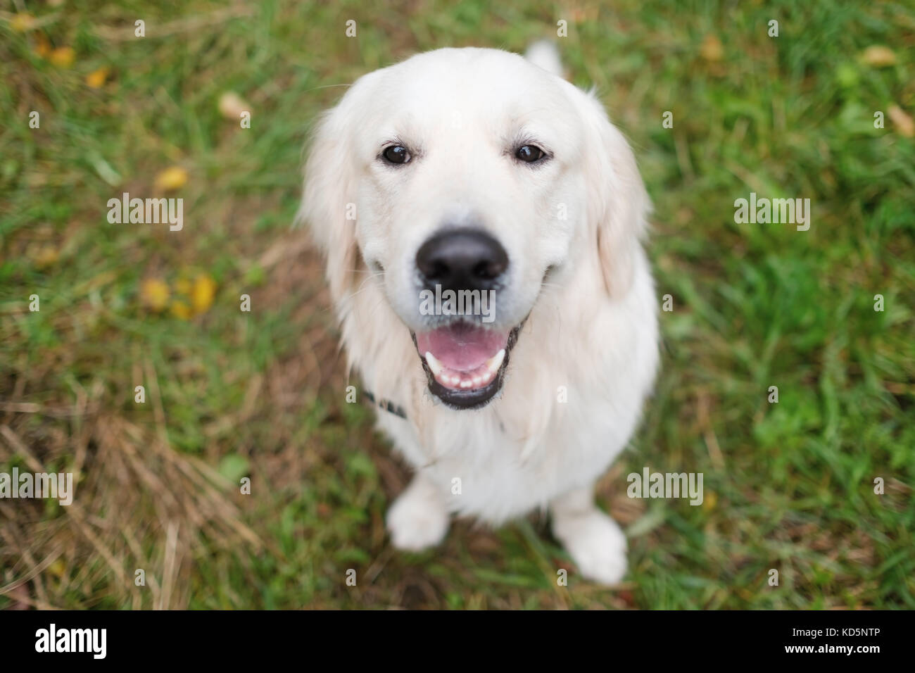 Adorable golden retriever sitting on green grass, outdoors Stock Photo ...