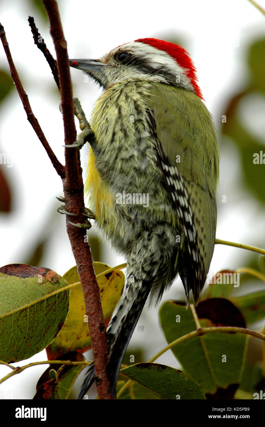 Cuban Green Woodpeckder, Xidphidiopicus persursus, Caya Santa Maria, Cuba Stock Photo