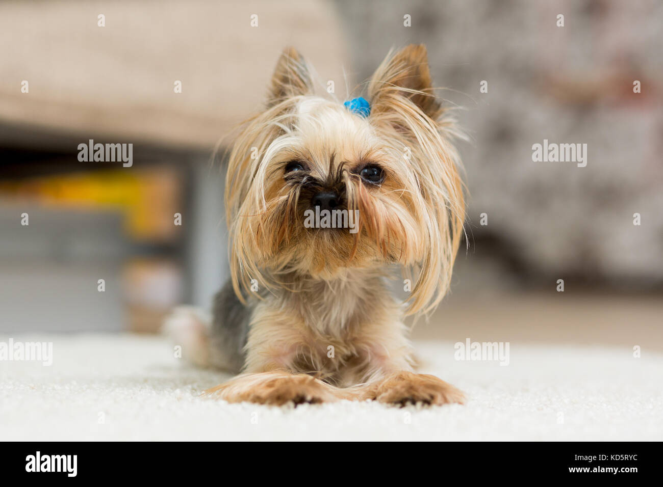 Yorkshire Terrier With A Short Haircut Lies On The Carpet