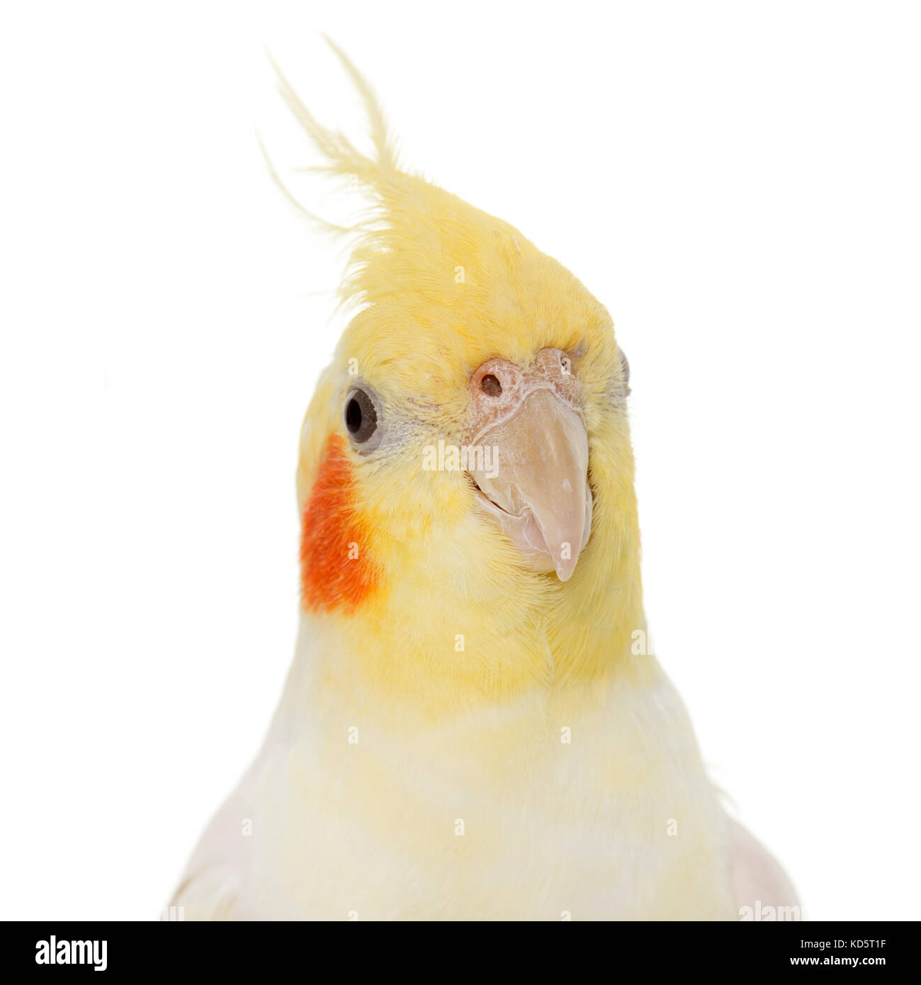 Portrait Of Cockatiel In Front Of White Background Stock Photo Alamy