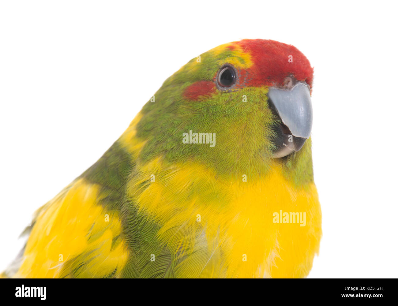 Red-fronted Kakariki parakeet in front  of white background Stock Photo