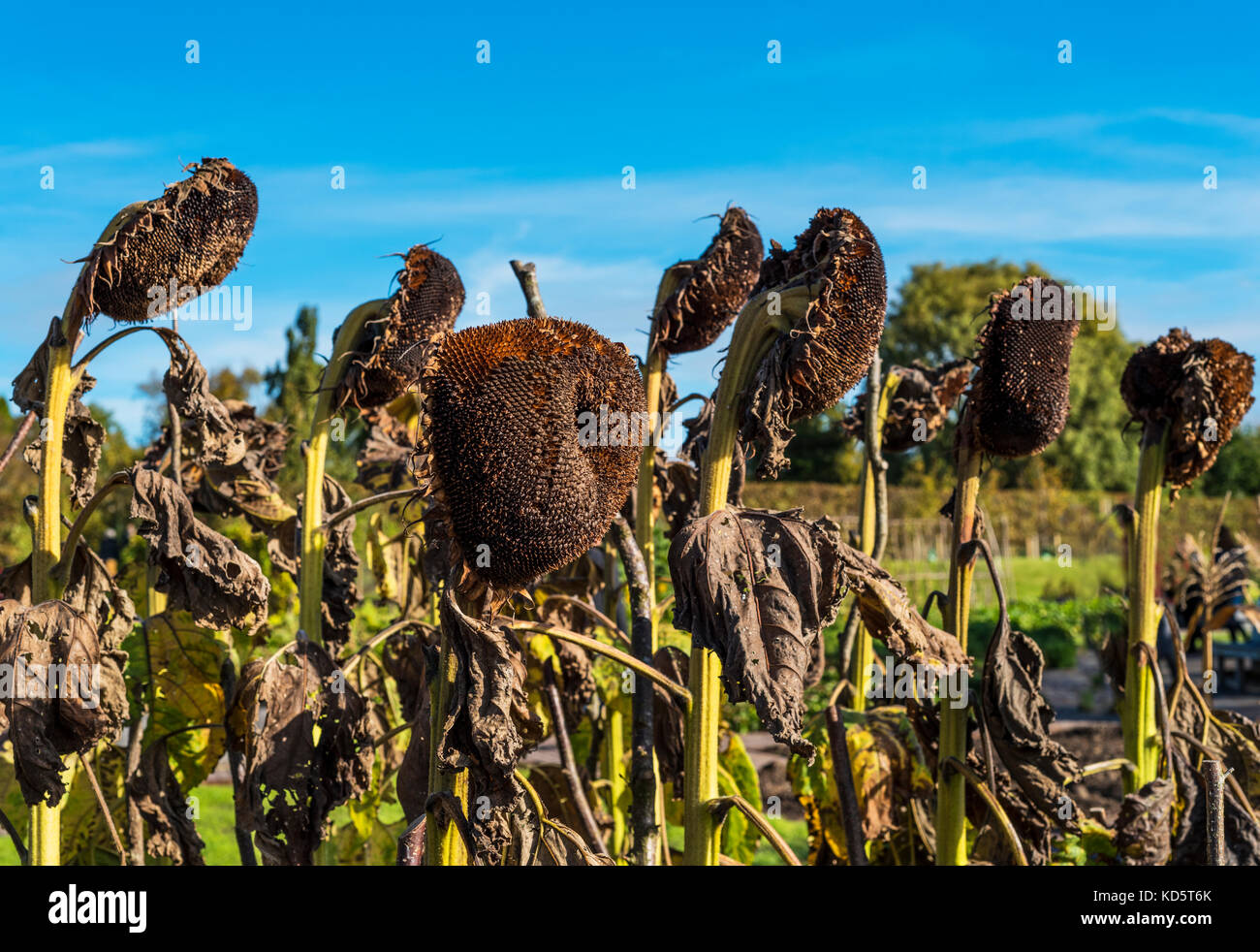 Dead sunflowers seed heads ripening in the sun. Stock Photo