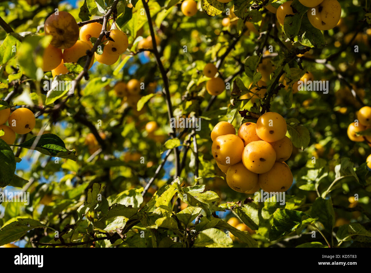 Malus Butterball, rosaceae, Crab Apple, yellow fruits. Stock Photo