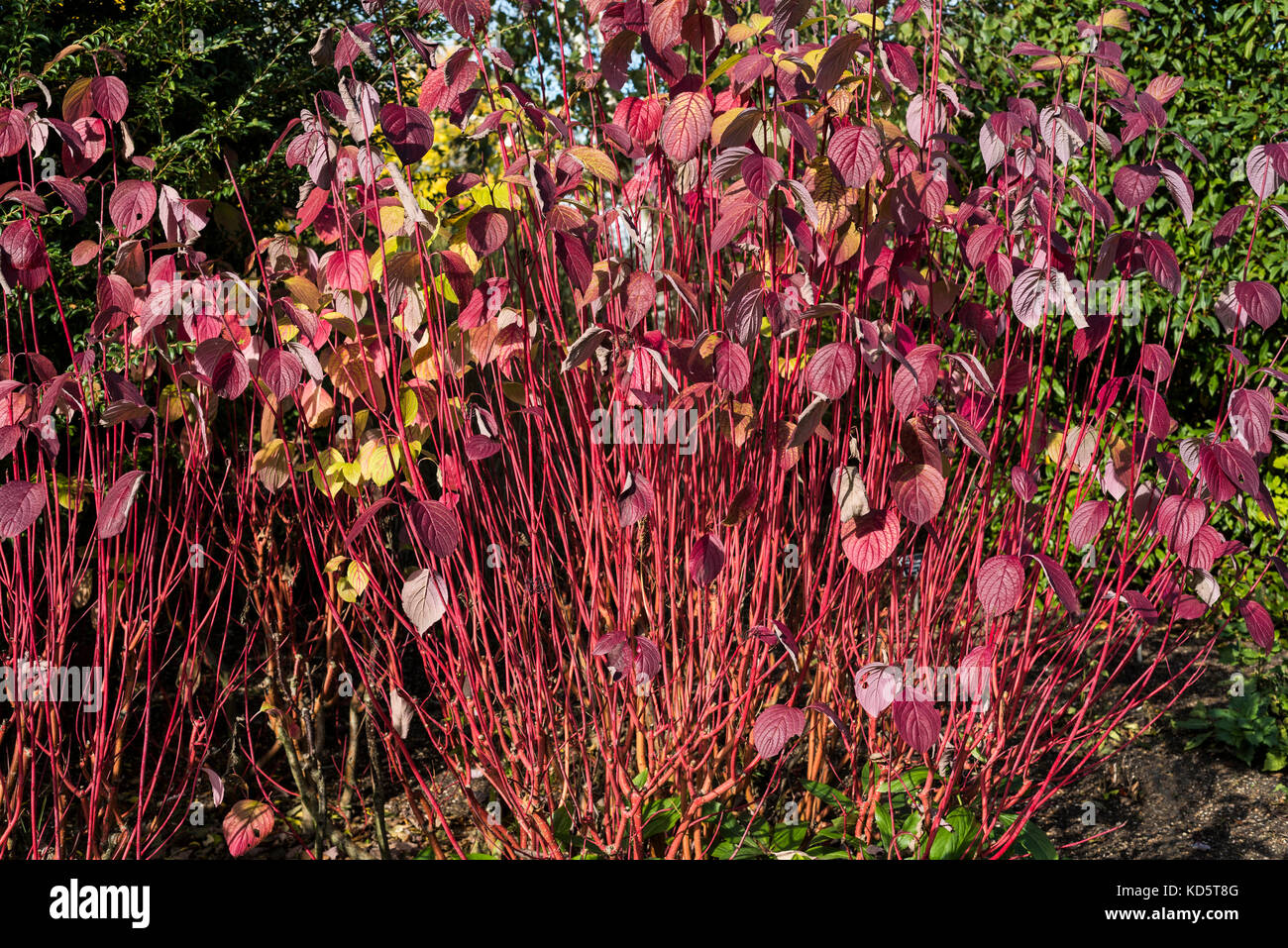 Cornus alba sibirica, dogwood, red, Stock Photo