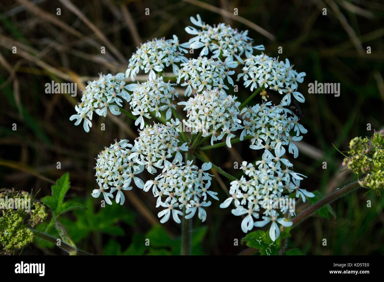 Macro British wild meadow Hemlock flower in full bloom with white and purple flowers in early autumn commonly mistaken for cow parsley or dropwort Stock Photo