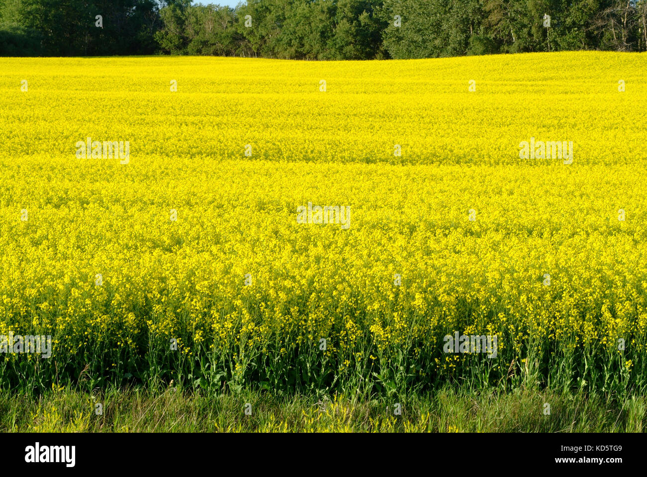 FIELD OF YELLOW FLOWERING CANOLA Stock Photo - Alamy