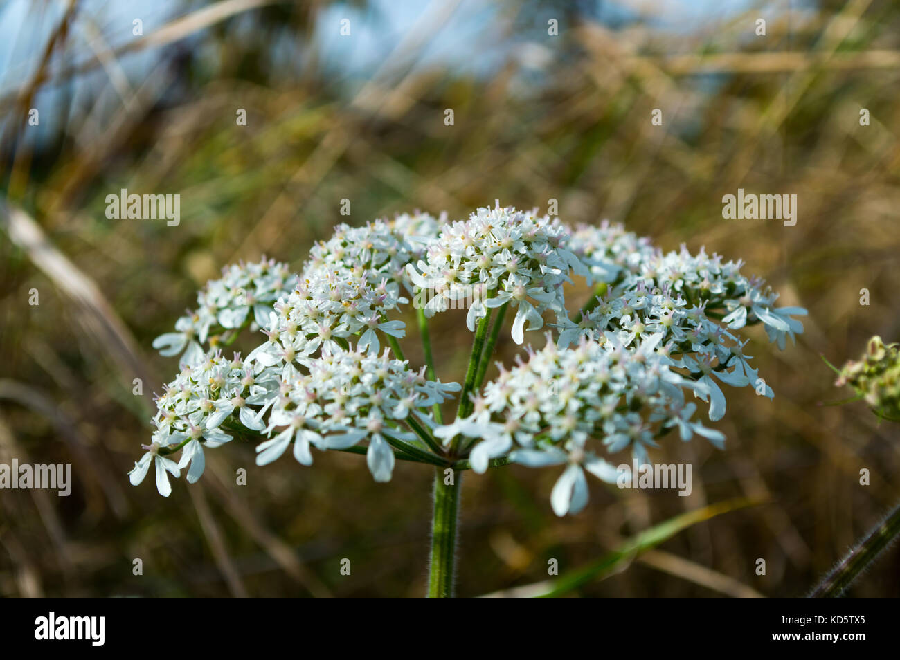 Macro British wild meadow Hemlock flower in full bloom with white and purple flowers in early autumn commonly mistaken for cow parsley or dropwort Stock Photo