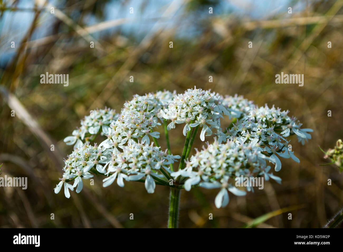 Macro British wild meadow Hemlock flower in full bloom with white and purple flowers in early autumn commonly mistaken for cow parsley or dropwort Stock Photo