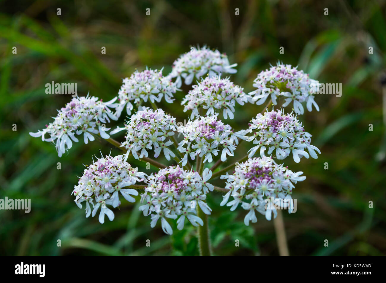 Macro British wild meadow Hemlock flower in full bloom with white and purple flowers in early autumn commonly mistaken for cow parsley or dropwort Stock Photo