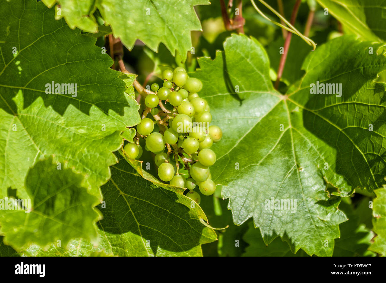Bunch of green grapes growing on the vine Stock Photo - Alamy