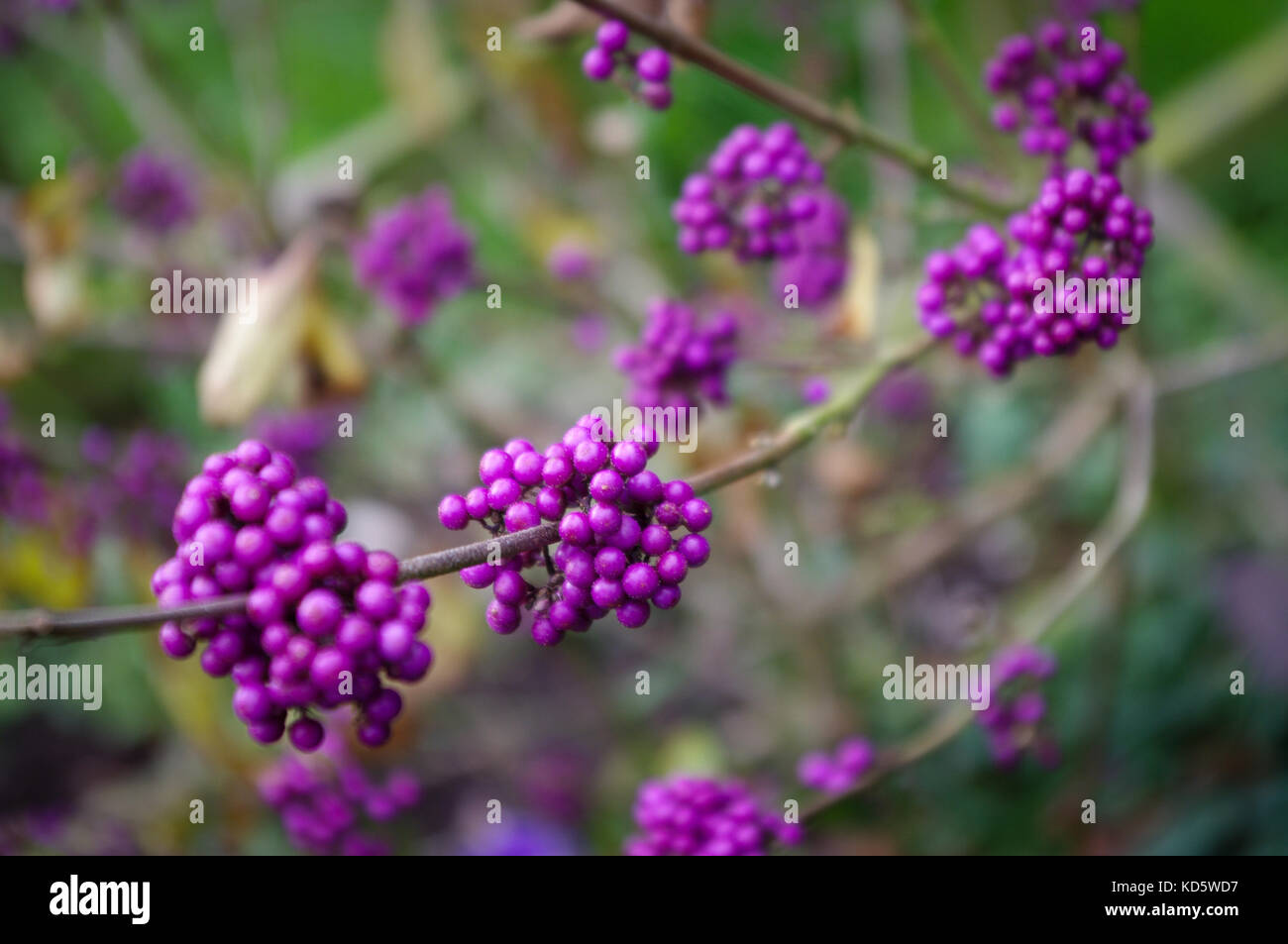 The purple berries of the Callicarpa shrub, also known as Beauty Berry