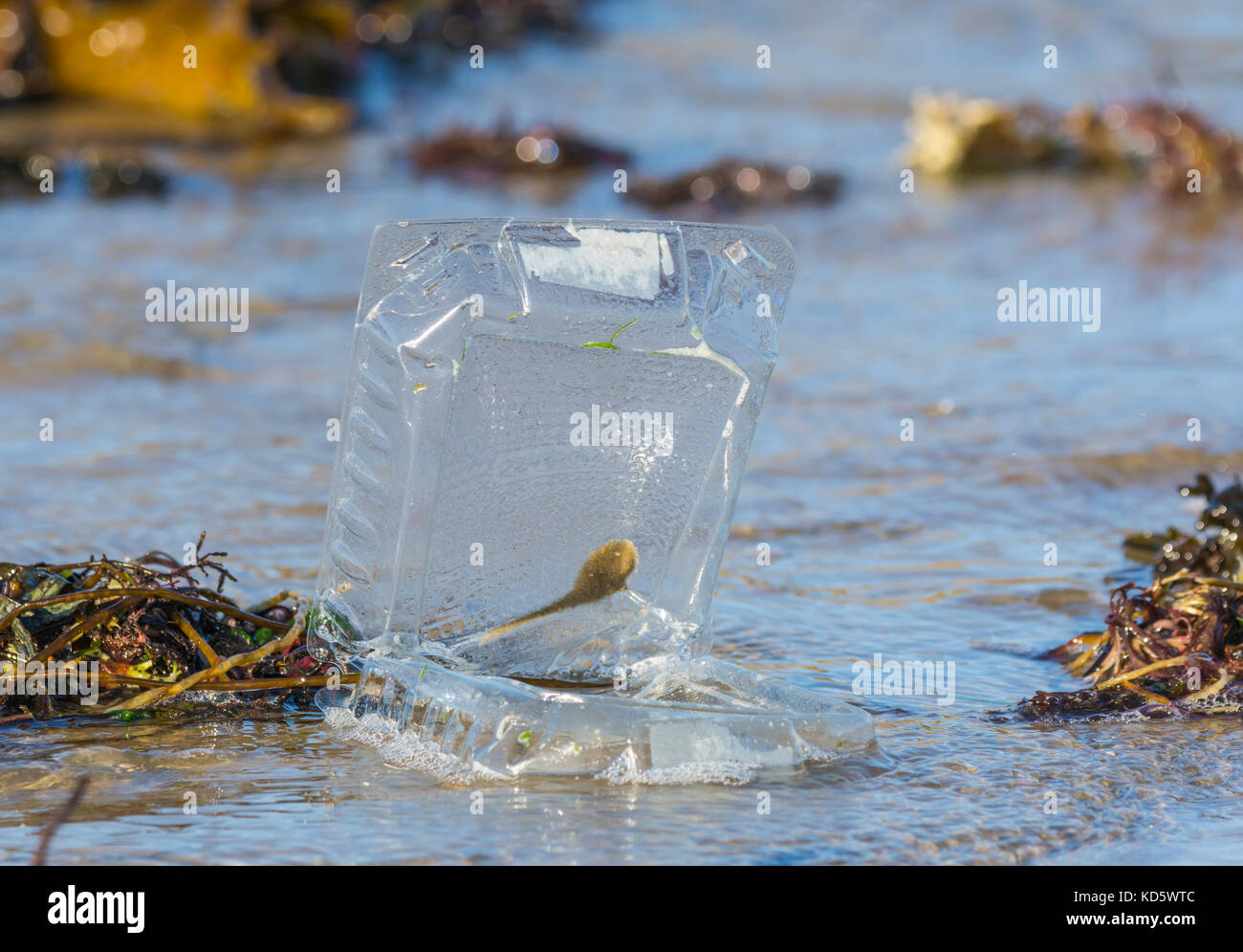 Discarded plastic food container washed up on a beach by the sea in the UK. Sky ocean rescue. Stock Photo