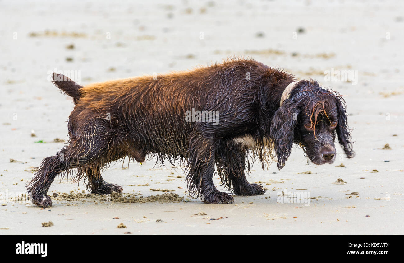 Small cute wet dog soaked with sea water on a sandy beach. Stock Photo