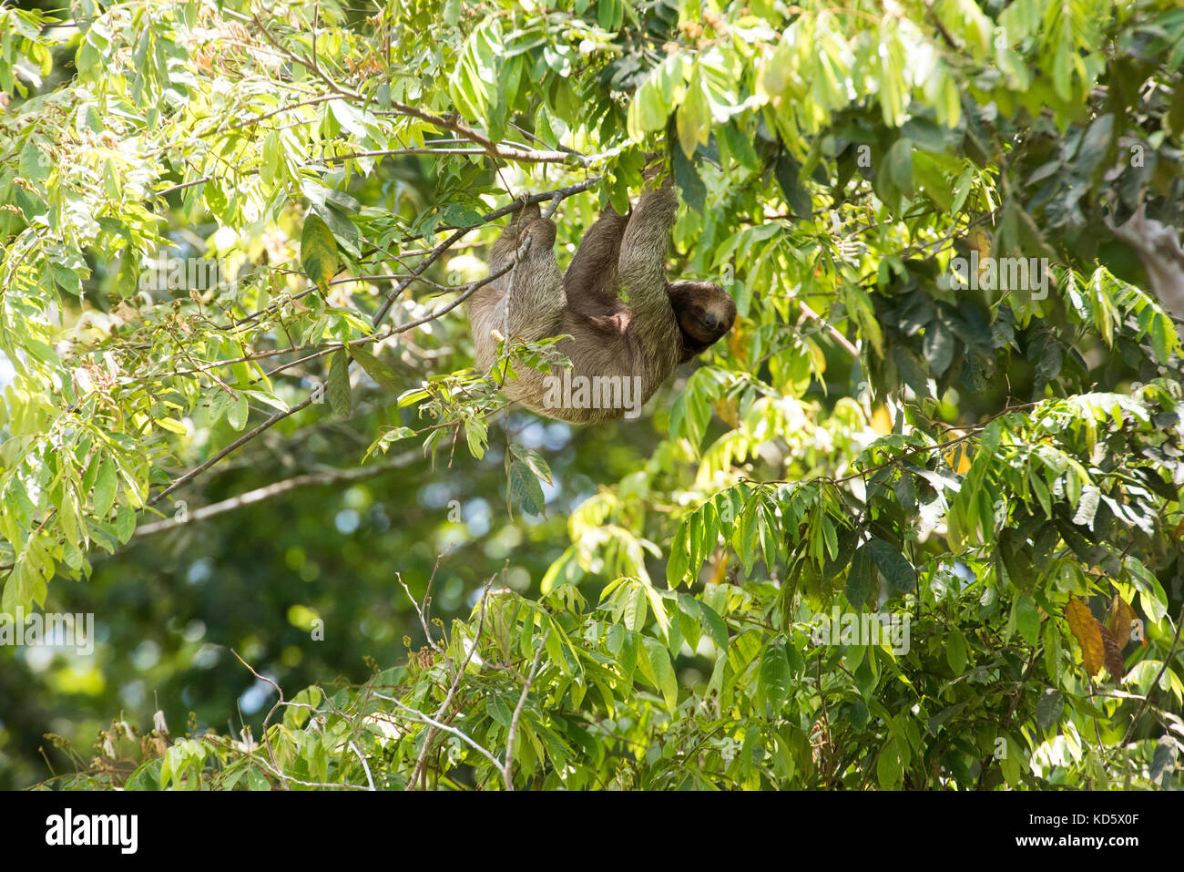 Three-toed sloth hanging in a tree, Costa Rica Stock Photo