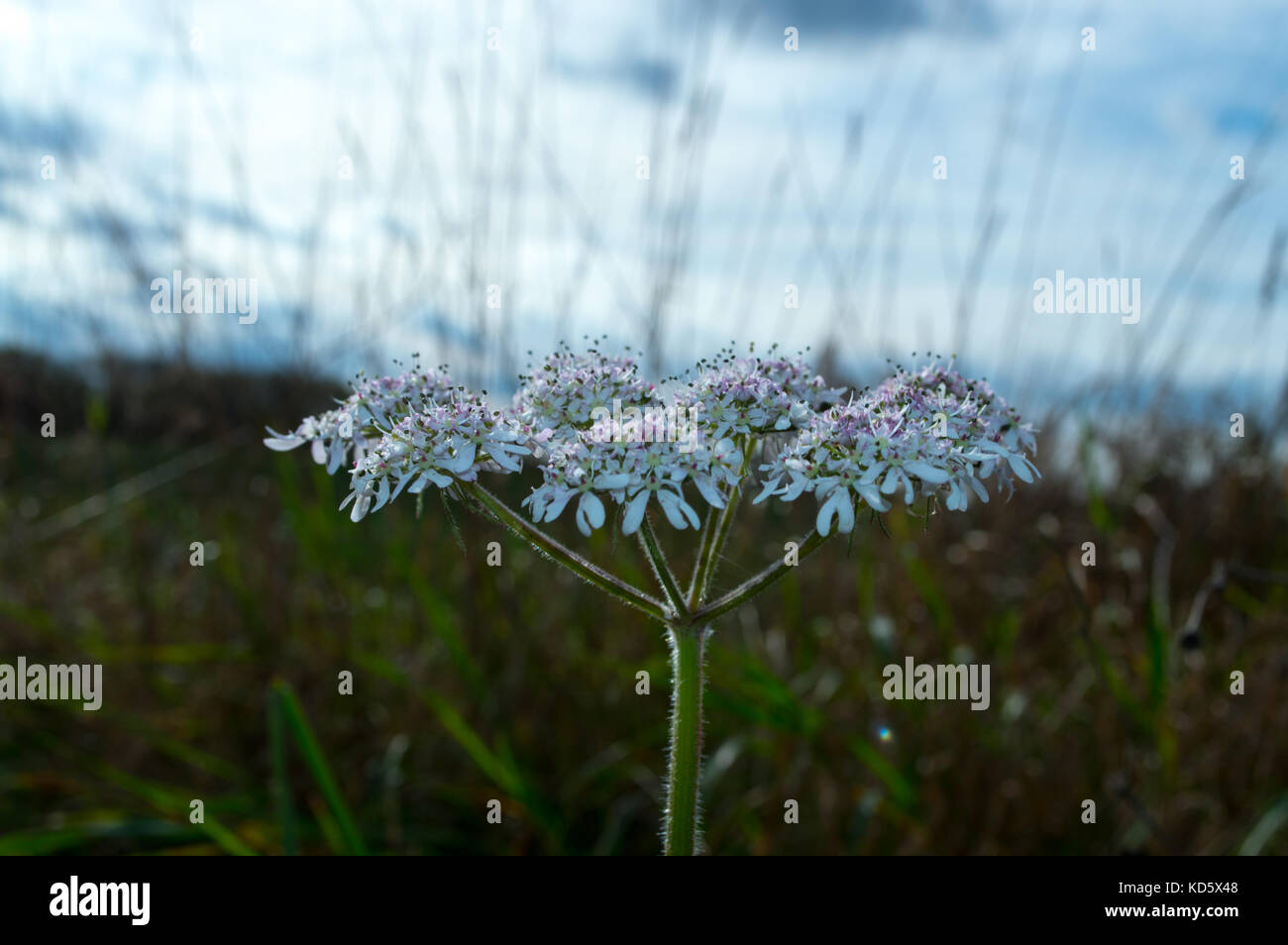 Macro British wild meadow Hemlock flower in full bloom with white and purple flowers in early autumn commonly mistaken for cow parsley or dropwort Stock Photo