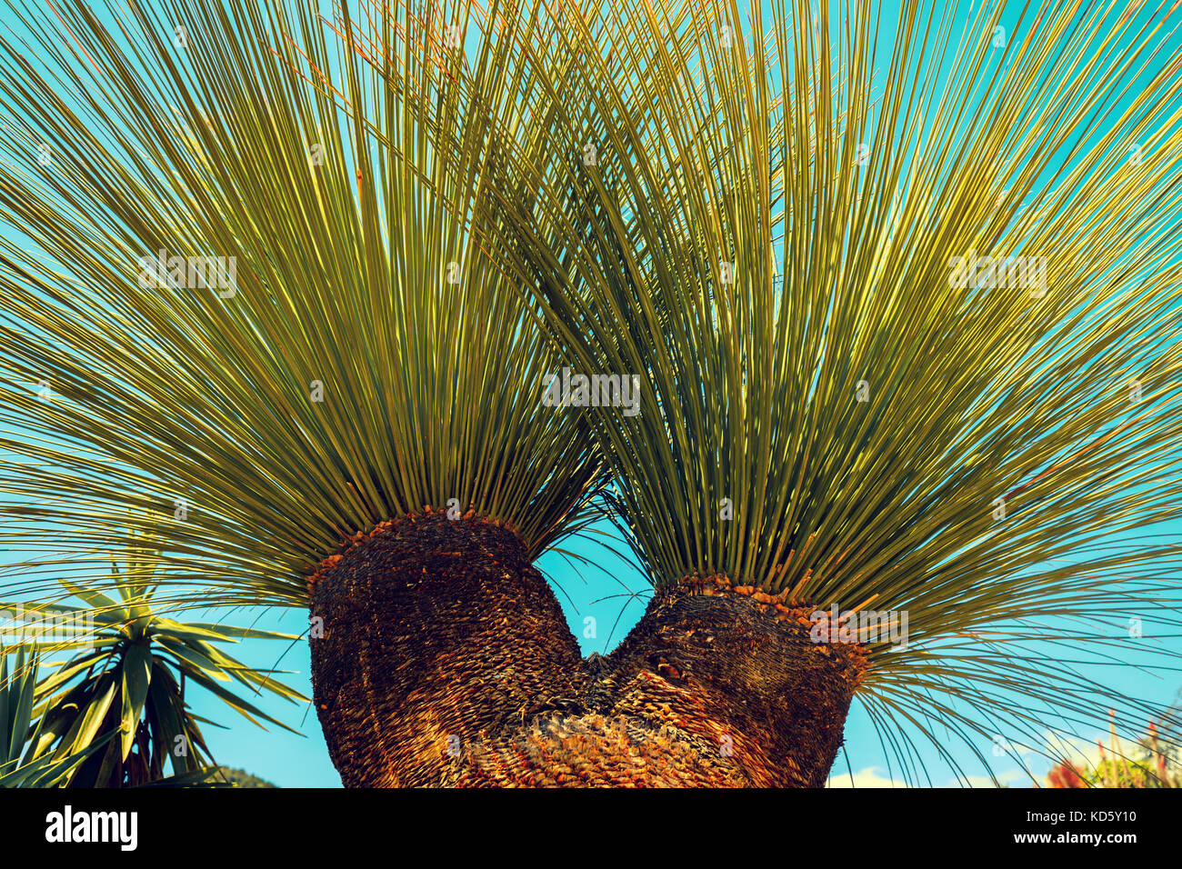 Tropical palm tree leaves against blue sky background Stock Photo