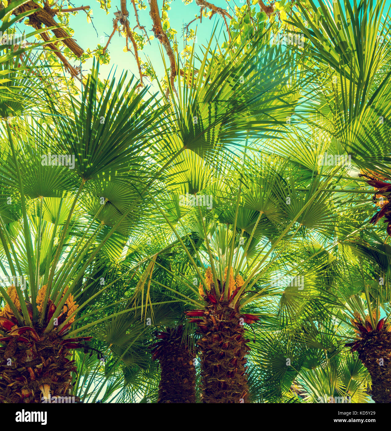 The row of Chamaerops humilis palm trees. Tropical landscape. Stock Photo