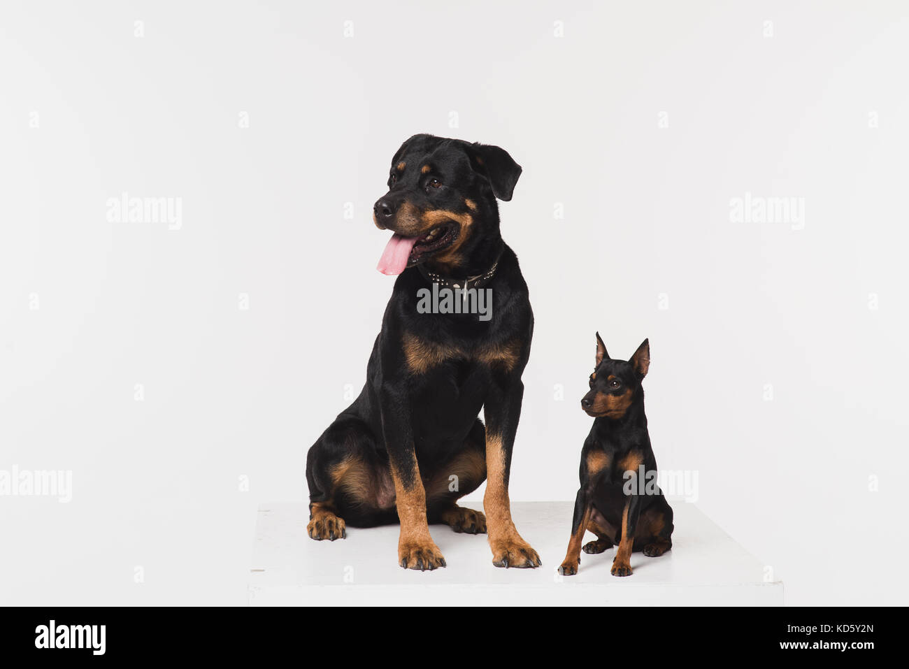 Pinweiler Zwergpinscher Rottweiler Mix