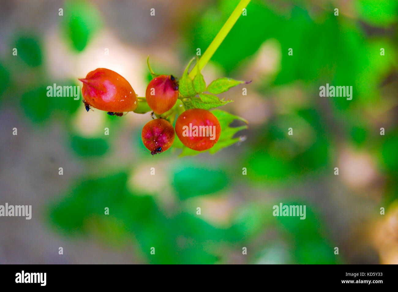 Beauty lies behind the eye of the beholder Stock Photo - Alamy