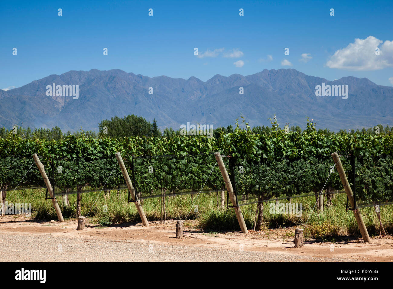 Vineyards near Mendoza, Argentina, South America, Andes at the back Stock Photo